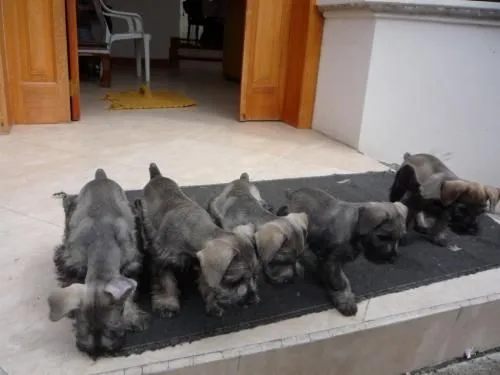 Obsequio perrita de raza grande a familia que la pueda acoger y ...