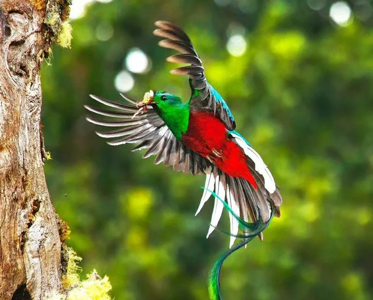 Observa al ave más hermosa del hemisferio occidental: El Quetzal ... Observa al ave más hermosa del hemisferio occidental: El Quetzal ...