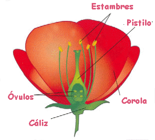 OBSERVACIÓN DE LAS PARTES DE LA FLOR