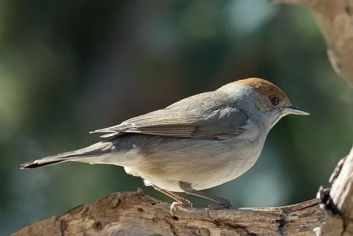 Observando la naturaleza: Pájaros fáciles de observar. Invierno