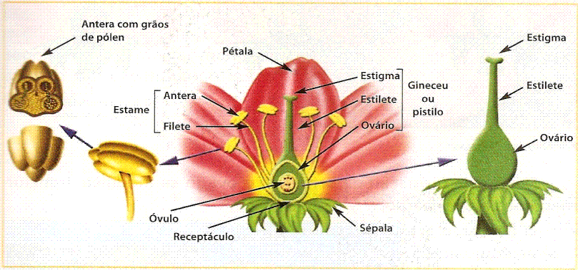 observe o esquema e descricao das partes de uma flor observe o esquema e descricao das partes de uma flor