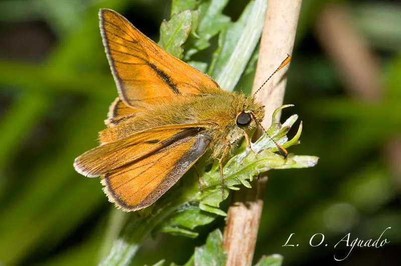 Ochlodes sylvanus « Lepidopteros ! Portal dedicado al mundo de los ... Ochlodes sylvanus « Lepidopteros ! Portal dedicado al mundo de los ...