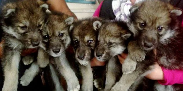 EN EL OCOTAL, SE CONSERVA LA VIDA DE CINCO PEQUEÑOS LOBOS ...