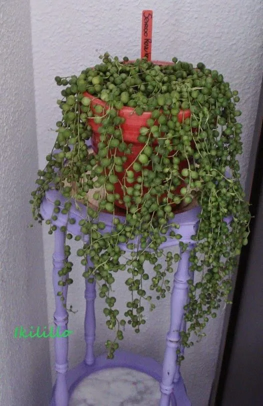 octubre 2014 ~ PLANTUKIS