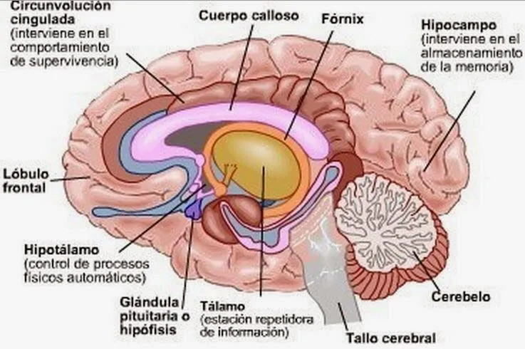 Ocultismo en la Creación de Adán, por Miguel Ángel. Descorriendo ...