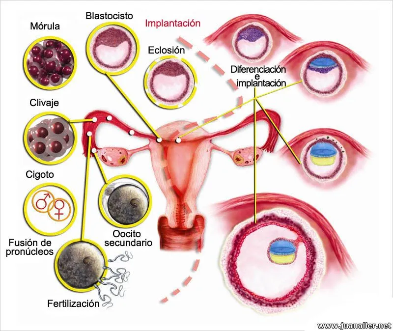 Cómo ocurre el proceso de implantación del embrión? Cómo ocurre el proceso de implantación del embrión?
