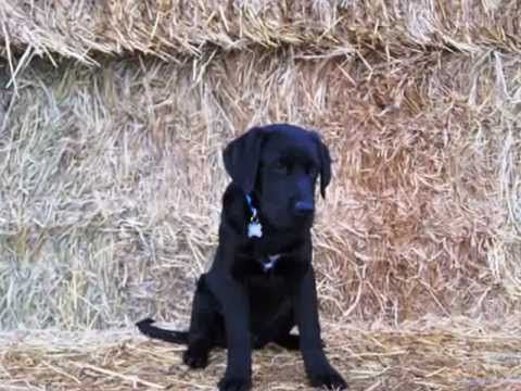 Odie Labrador: un año de vida - YouTube