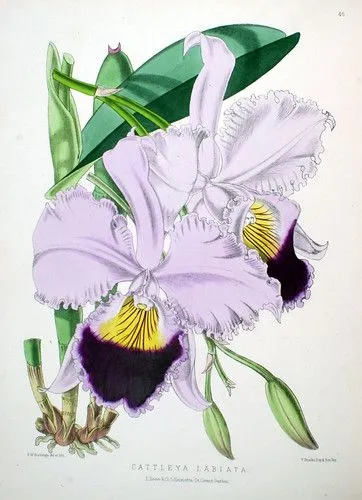 odisea2008: ORQUÍDEAS