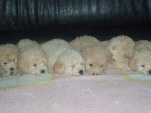 Oferta cachorros french poodle mini toy 28 cm. garantiza2 tacita ... Oferta cachorros french poodle mini toy 28 cm. garantiza2 tacita ...