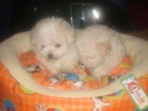 Oferta cachorros french poodle mini toy 28 cm. garantiza2 tacita ...