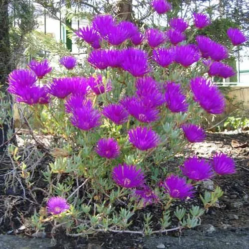 OFICAD - Plantas y flores: Flor de Rayito de Sol (Lampranthus) y ...