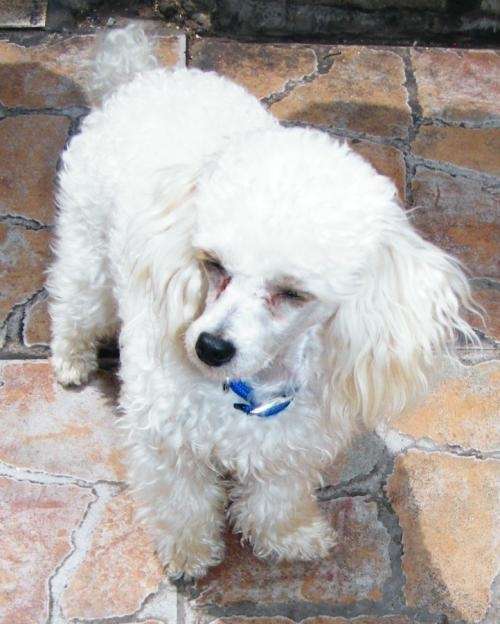 Me ofrezco como novio - Poodle Micro Toy en Antofagasta - 275216