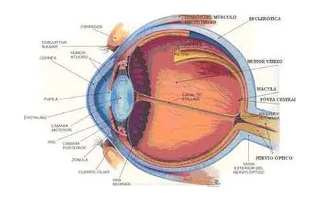 Oftalmología | Tecnología Médica