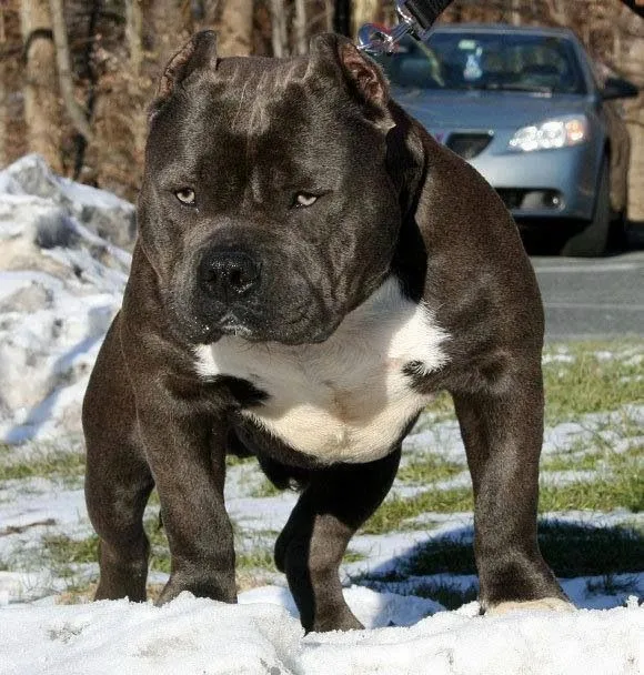 Oh x Dios....el futuro niero de mi soldadito! Beautiful pitbull ...