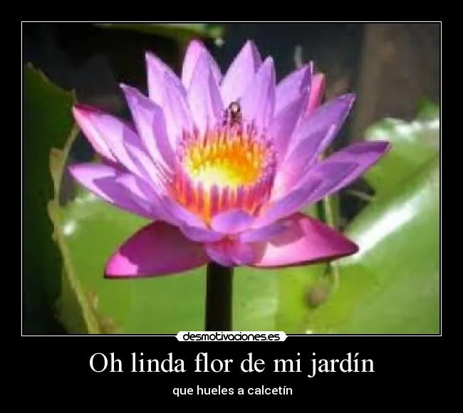 Oh linda flor de mi jardín | Desmotivaciones Oh linda flor de mi jardín | Desmotivaciones