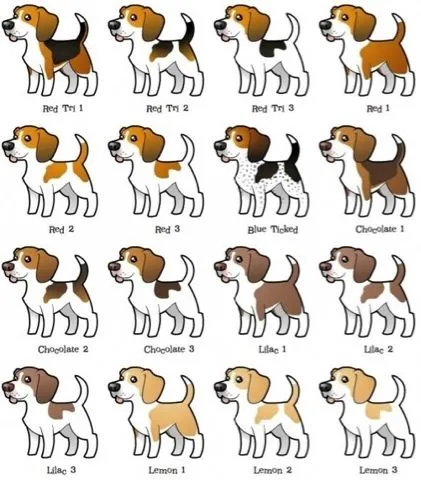 oh que perro!: Beagle, Beagle, Beagle