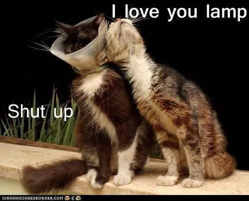 ohhhh lamp | Funny | Pinterest | Te Quiero, Gato y Te Amo ohhhh lamp | Funny | Pinterest | Te Quiero, Gato y Te Amo