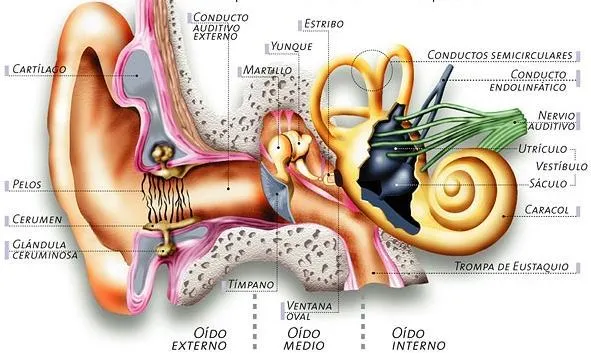 El oido dibujo - Imagui