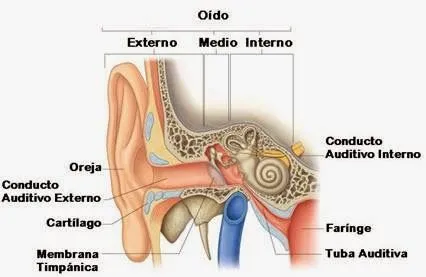 El oído externo oído medio y oído interno y sus partes - Para niños