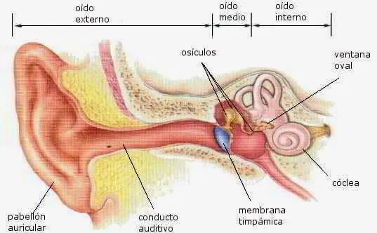 El oído externo oído medio y oído interno y sus partes - Para niños