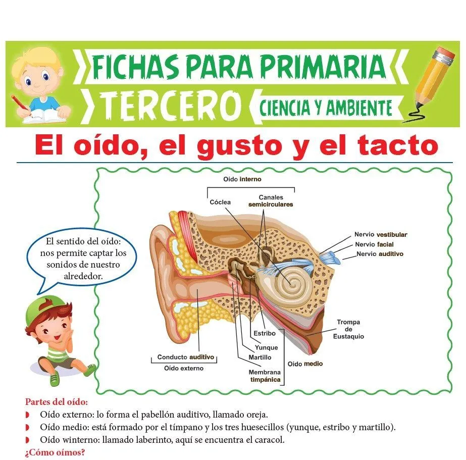 El oído, el gusto y el tacto para Tercer Grado de Primaria El oído, el gusto y el tacto para Tercer Grado de Primaria