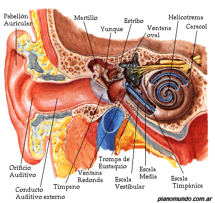 El oído del ser humano: composición y funcionamiento :: PianoMundo