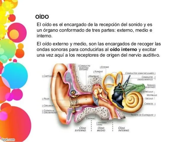 oido-interno-3-638.jpg?cb= ...