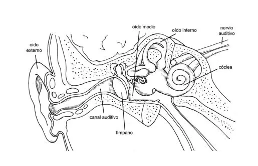 Oidos con sus partes para dibujar - Imagui