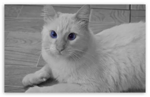 Ojo Azul HD desktop wallpaper : Widescreen : High Definition ... Ojo Azul HD desktop wallpaper : Widescreen : High Definition ...