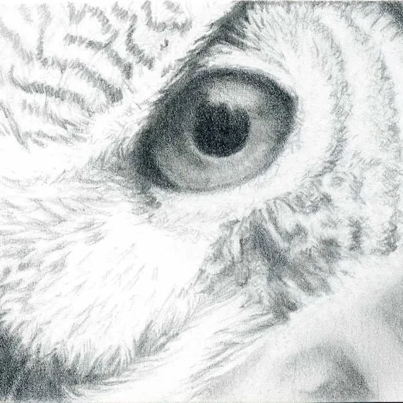 Ojo de búho ACEO original foto realista lápiz por InDarkCorners Ojo de búho ACEO original foto realista lápiz por InDarkCorners
