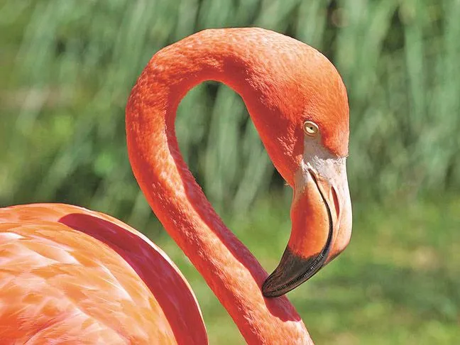 El ojo del buitre: Aves - Flamencos (