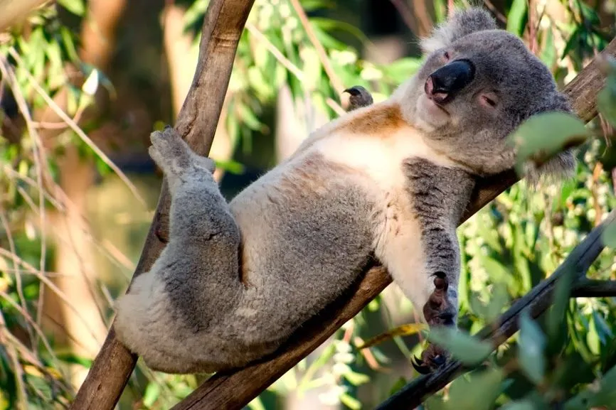 El ojo del buitre: Koala (Phascolarctos cinereus)