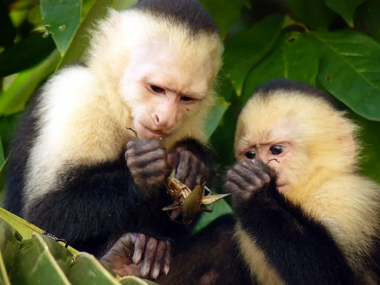 El ojo del buitre: Monos - Cara blanca (Cebus capucinus)