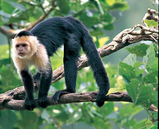 El ojo del buitre: Monos - Cara blanca (Cebus capucinus)