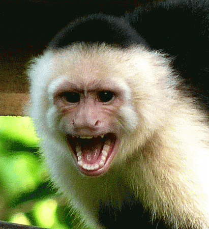 El ojo del buitre: Monos - Cara blanca (Cebus capucinus) El ojo del buitre: Monos - Cara blanca (Cebus capucinus)