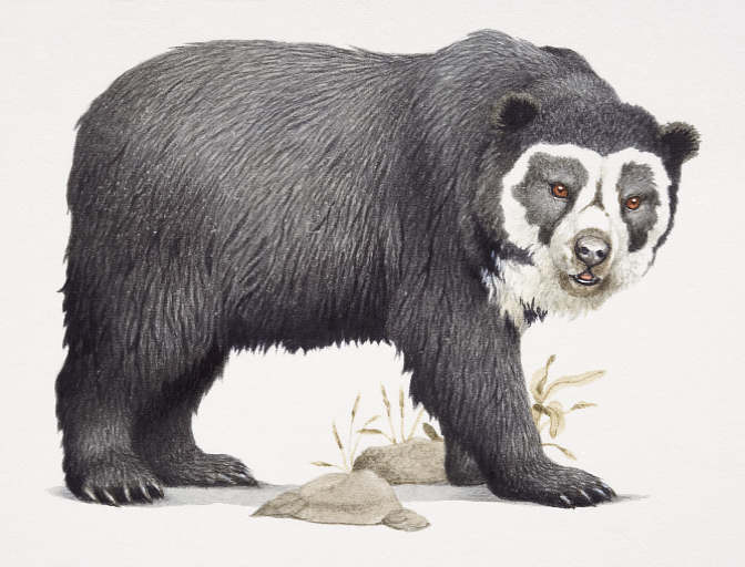 El ojo del buitre: Oso de anteojos - (Tremarctos ornatus) El ojo del buitre: Oso de anteojos - (Tremarctos ornatus)