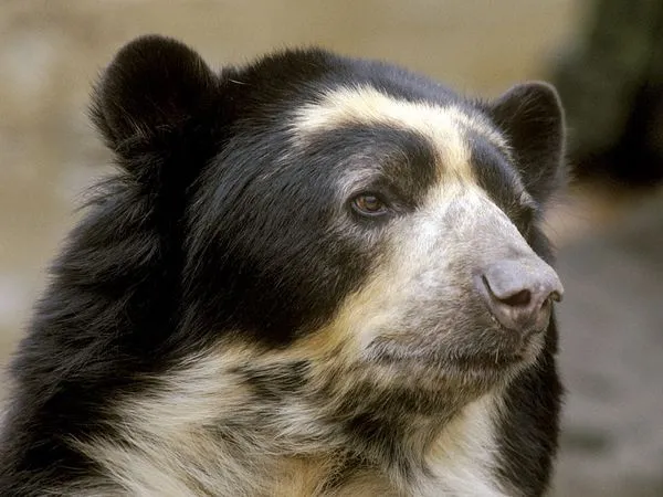 El ojo del buitre: Oso de anteojos - (Tremarctos ornatus) El ojo del buitre: Oso de anteojos - (Tremarctos ornatus)