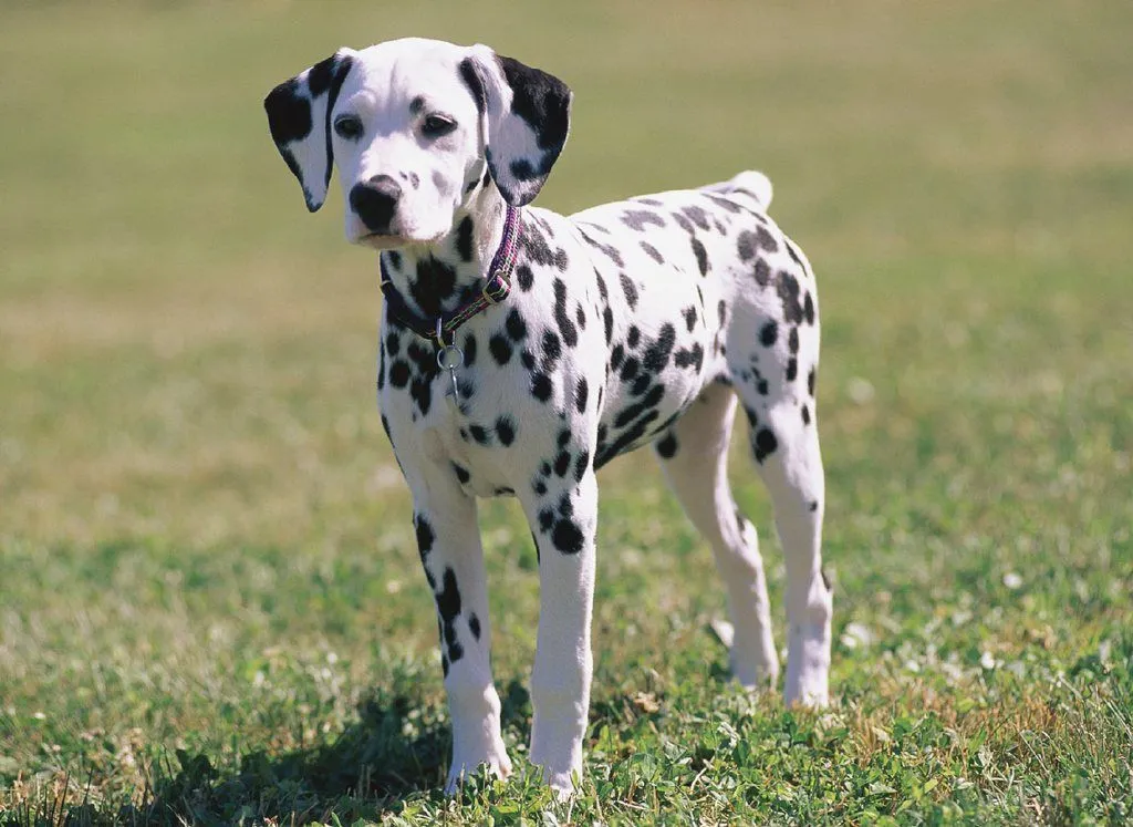 El ojo del buitre: Perros - Dálmata