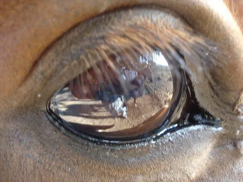OJO DE CABALLO | Flickr - Photo Sharing!