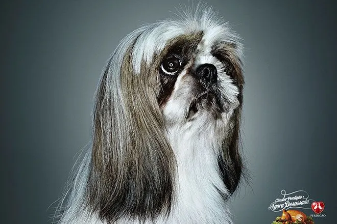El Ojo Gráfica 2012 – Finalista – Perros tristes Lhaza | El Ojo de ... El Ojo Gráfica 2012 – Finalista – Perros tristes Lhaza | El Ojo de ...