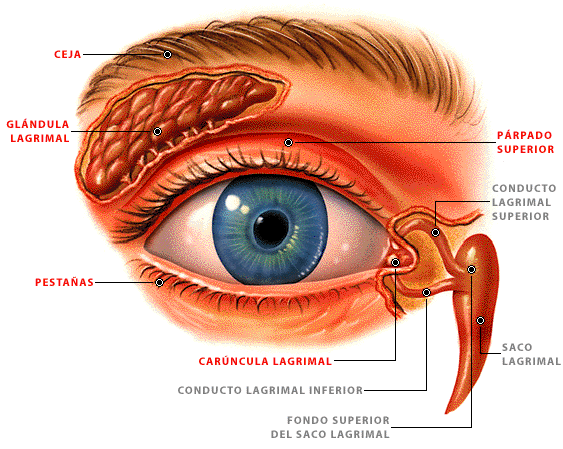 El ojo humano.