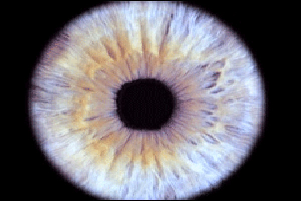 El ojo humano tiene sustancias que pueden actuar como una brújula ... El ojo humano tiene sustancias que pueden actuar como una brújula ...