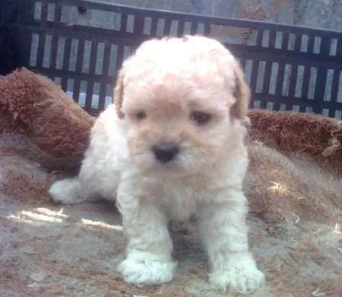 Ojo oferta cachorros french poodle mini toy garantizados blancos ...