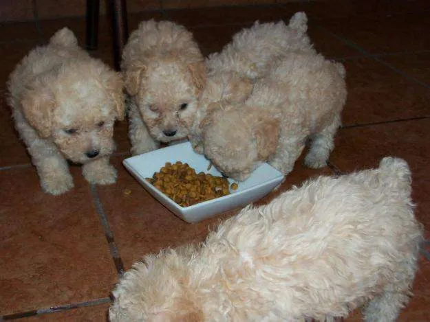 Ojo oferta cachorros french poodle mini toy garantizados blancos ... Ojo oferta cachorros french poodle mini toy garantizados blancos ...