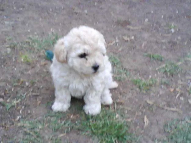 Ojo oferta cachorros french poodle mini toy garantizados blancos ... Ojo oferta cachorros french poodle mini toy garantizados blancos ...