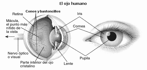 El ojo y sus partes para colorear - Imagui