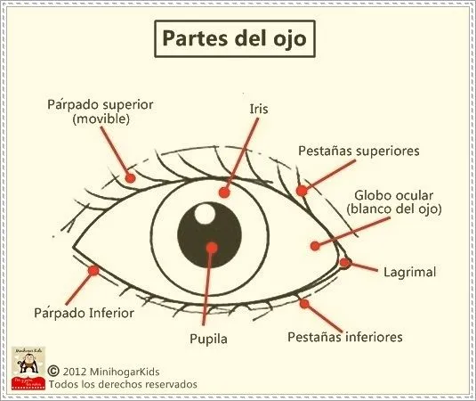 Ojo y sus partes para colorear - Imagui