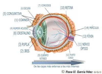 Un corte transversal del ojo: