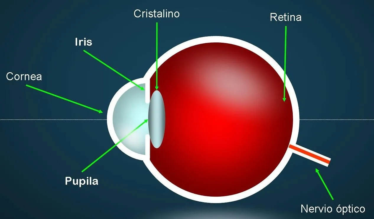 Ojo partes