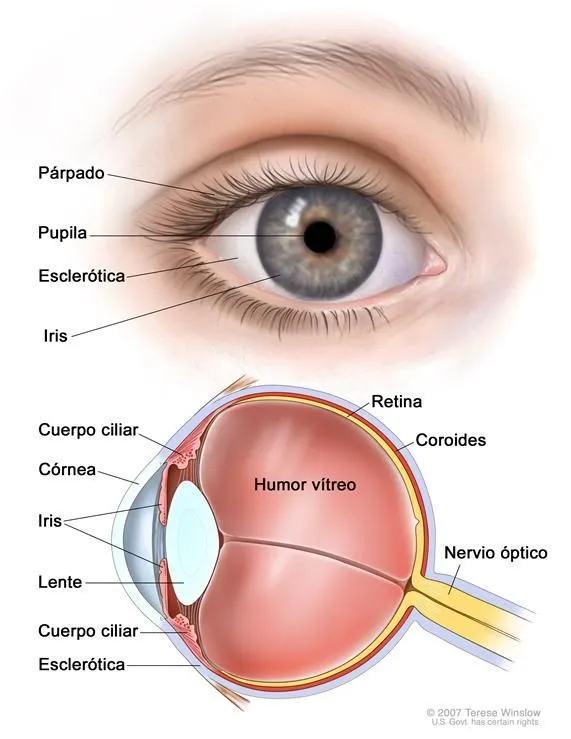 El ojo y sus partes para primaria - Imagui | Gela | Pinterest ...